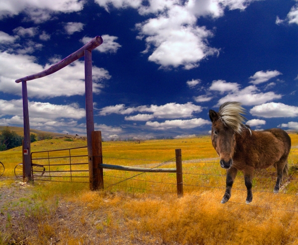 Creation of Ranch: Step 2